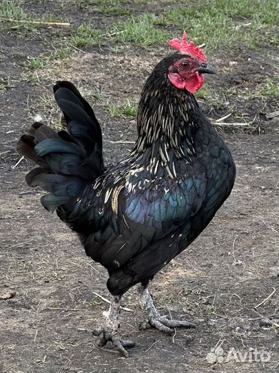 Петухи породистые