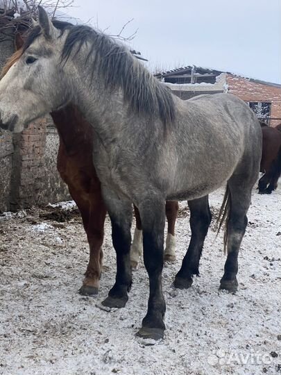Жеребцы производители