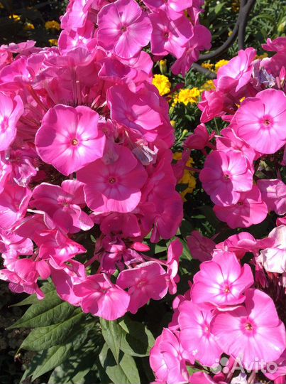 Цветы многолетники