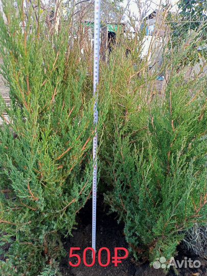 Можжевельники и Туи