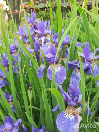 Ирисы