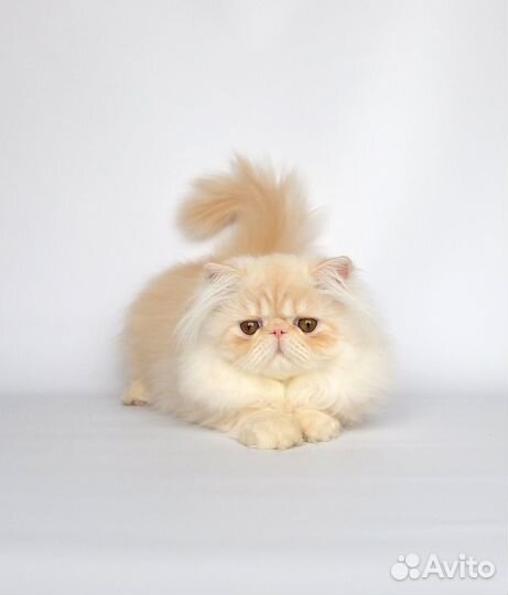 Персидская девочка 3,5 мес