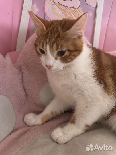 Рыжий котенок