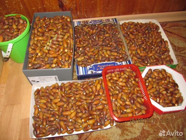 Желуди дуба