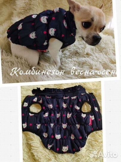 Одежда для маленьких собак