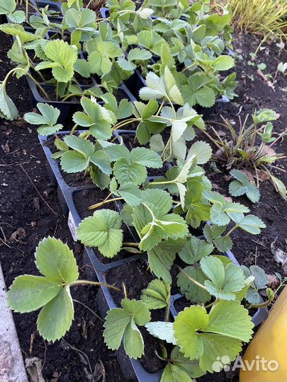 Рассада клубники