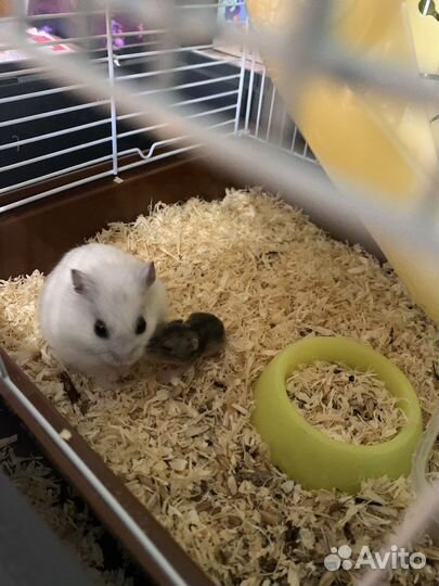 Джунгарский хомяк