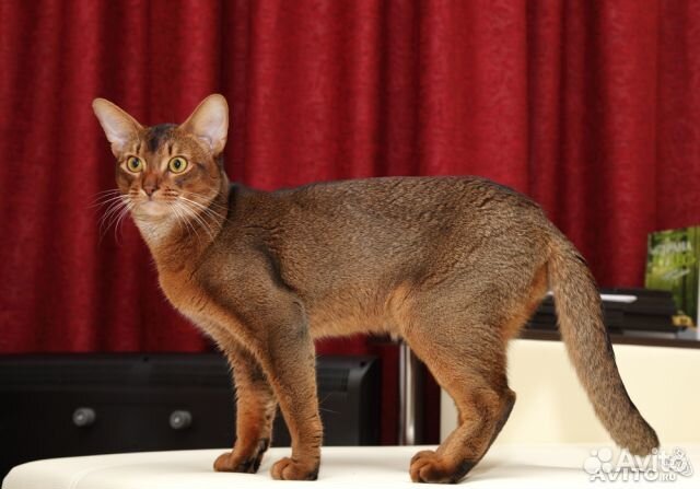 Вязка с абиссинским котом - чемпионом