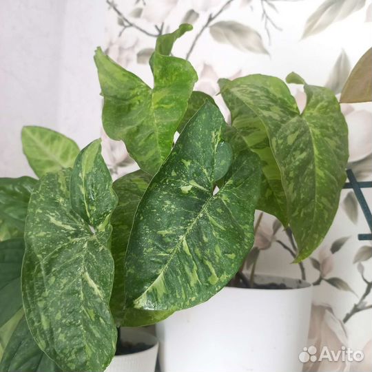 Сингониум панда