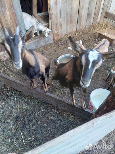 Козлята