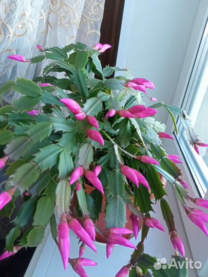 Денежное дерево (Толстянка), Декабрист взрослое