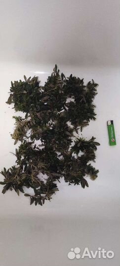 Буцефаландра Bucephalandra sp. Kualakuayan-2