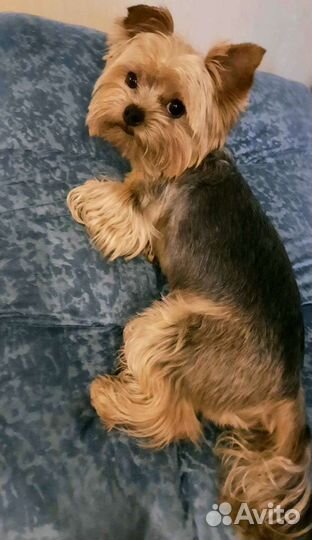 Йоркширский терьер вязка (кобель)