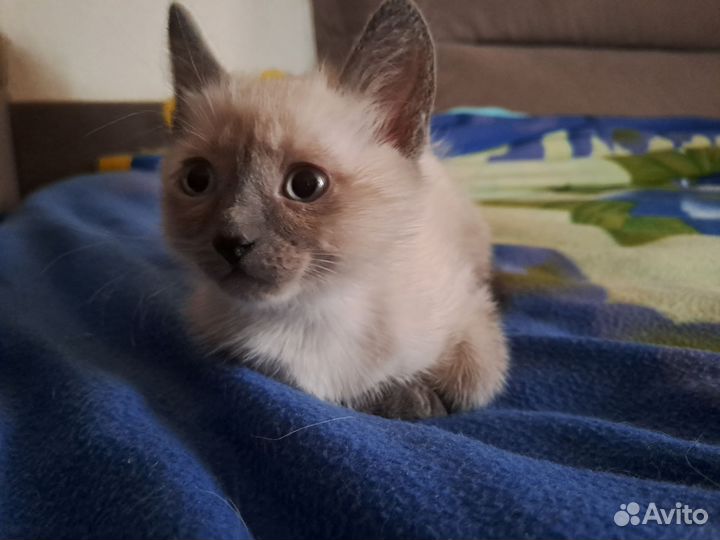 Тайские котята