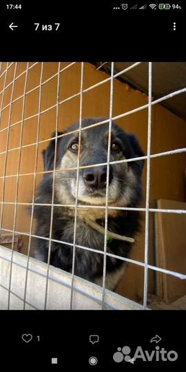 Собака в дар