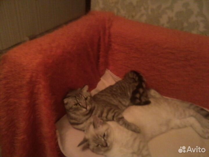 Кошка Шотландская