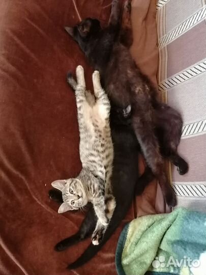 Кошки в добрые руки бесплатно