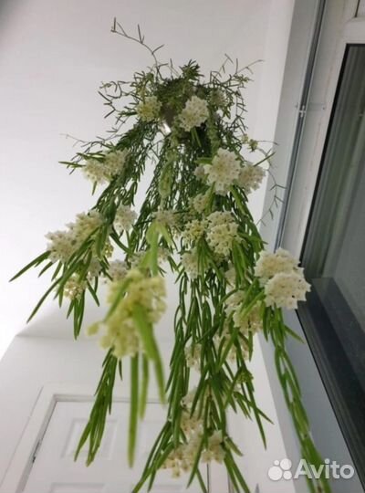 Хойи