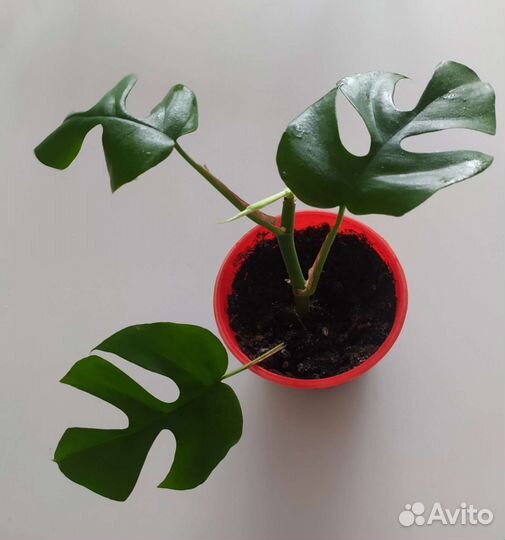 Монстера минима, рафидофора