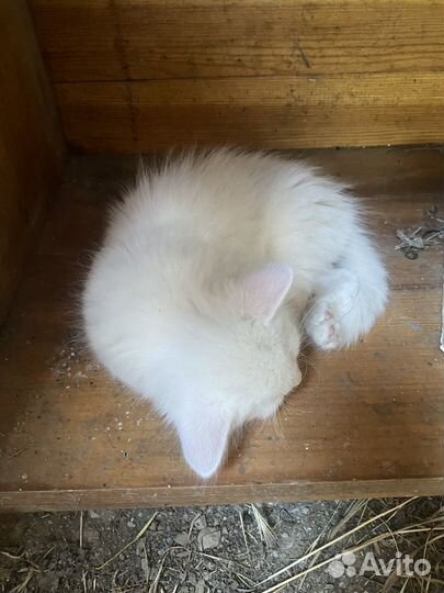Котята бесплатно