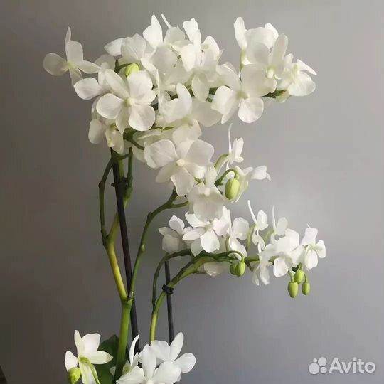 Орхидея мультифлора как «Гортензия»
