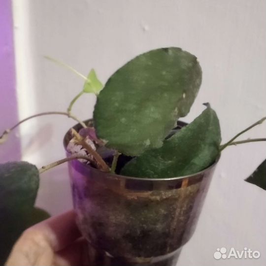 Хойя каудата