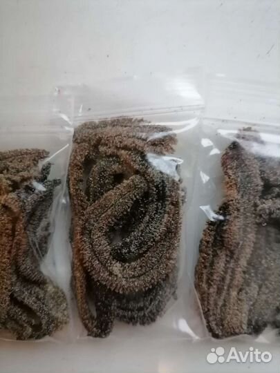 Морской червь вяленый с 6 утра