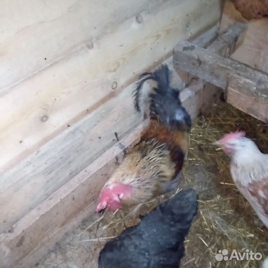 Домашняя птица куры петухи