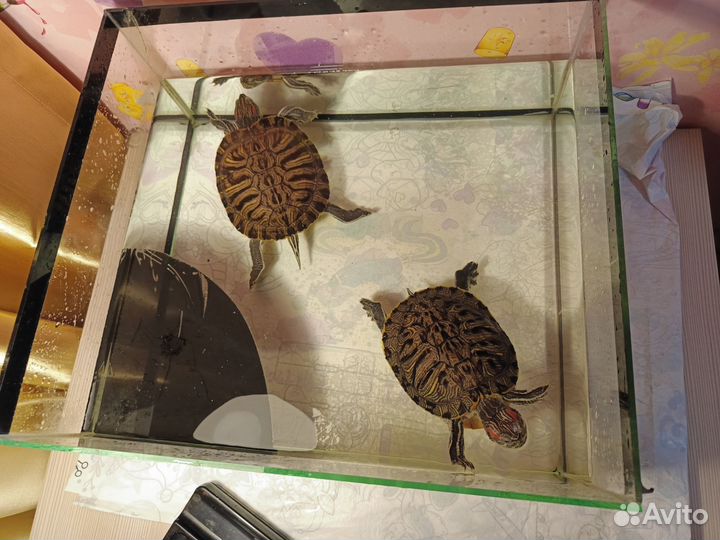 Красноухая черепаха с аквариумом