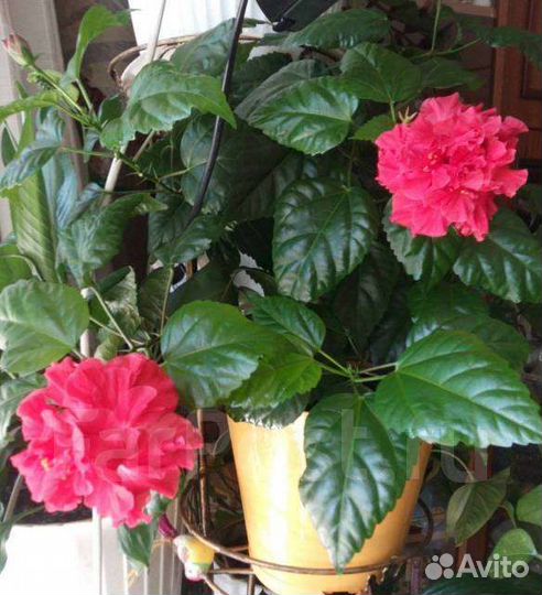 Цветы комнатные и садовые