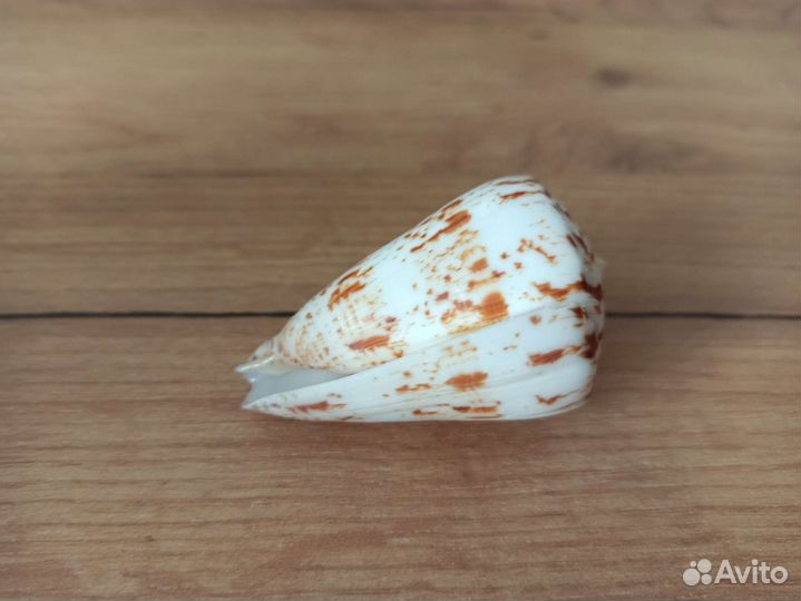 Морская раковина