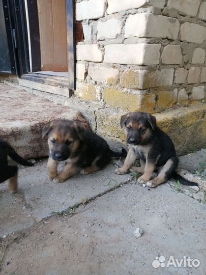 Собака в добрые руки отдам бесплатно