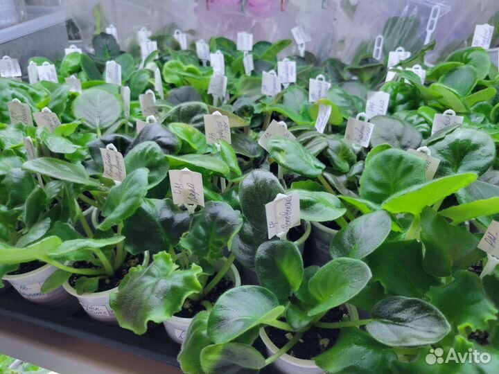 Сортовые фиалки