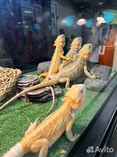 Бородатая агама