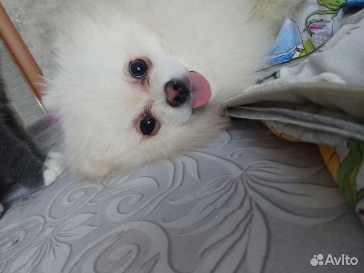 Померанский шпиц вязка