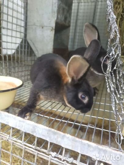 Кролики чистых кровей