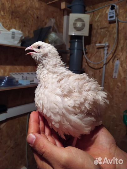 Перепелиное яйцо от семейной фермы