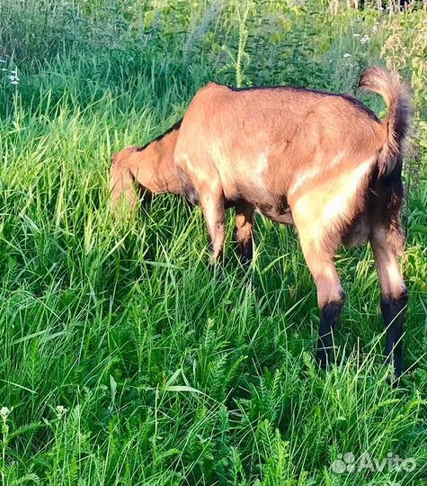 100 англо-нубийские козлята