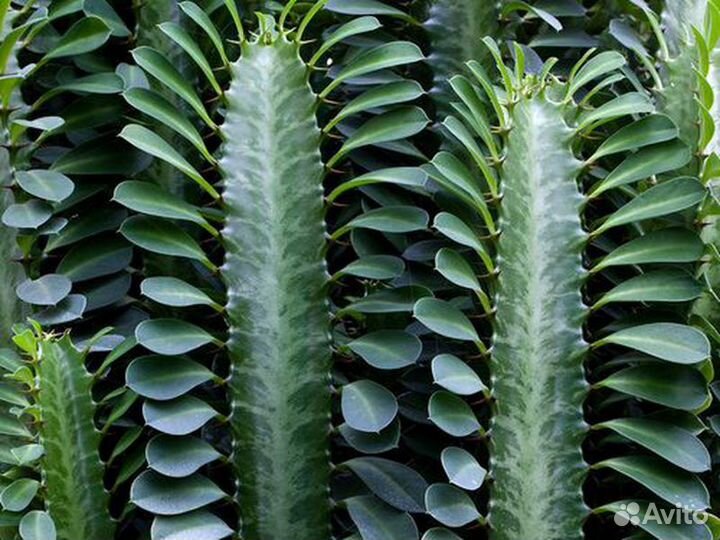 Большой кактус,сорт Молочай треугольный, 3 метра