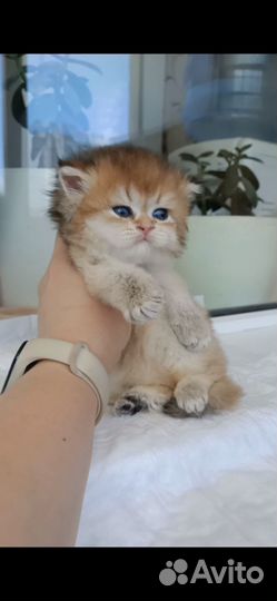 Котята Золотая Шиншилла