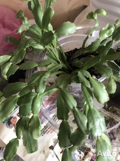 Цветок декабрист