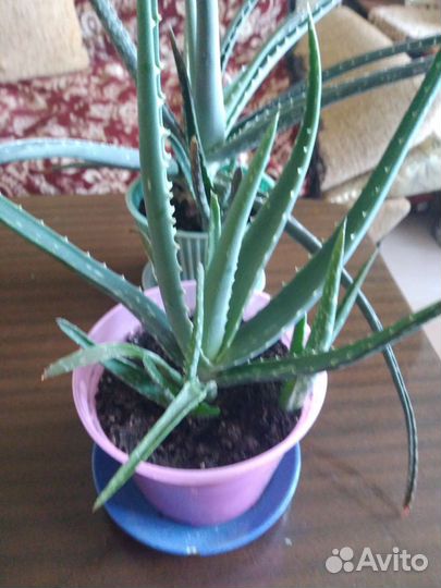 Алоэ вера растение