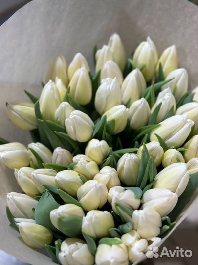 Тюльпаны к 8 марта