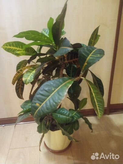 Кодиеум кротон