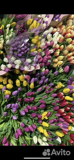 Тюльпаны к 8 марта