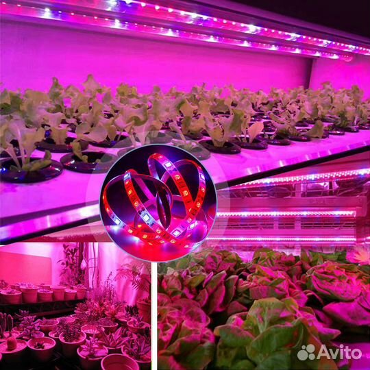 Фитолента для растений