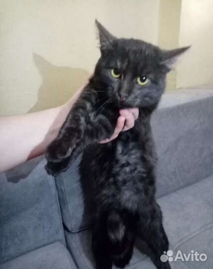 Кот европейская короткошерстная