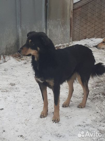 Собака девочка в добрые руки