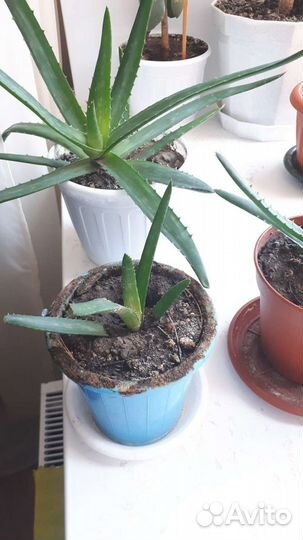 Алоэ Вера растение