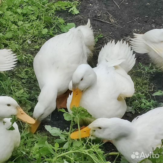 Утка домашняя мясо